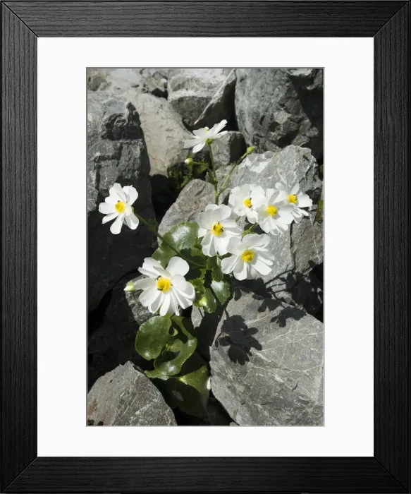 Framed Print : DDE-90026627 Framed Print : DDE-90026627