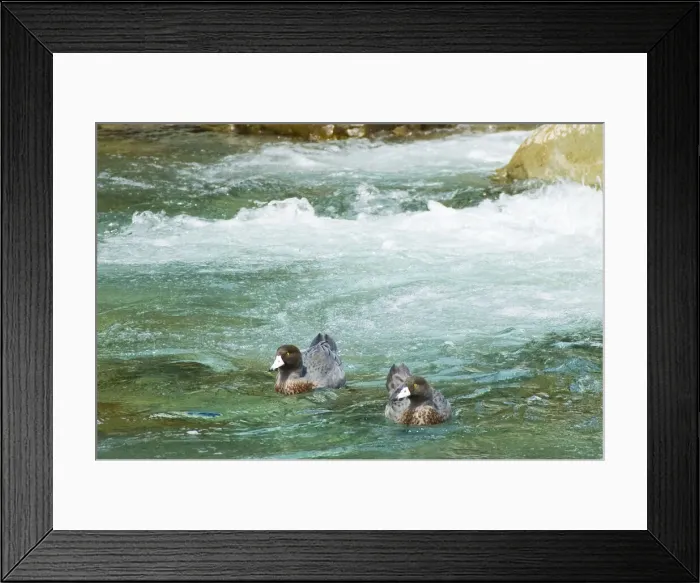 Framed Print : DDE-90026639 Framed Print : DDE-90026639
