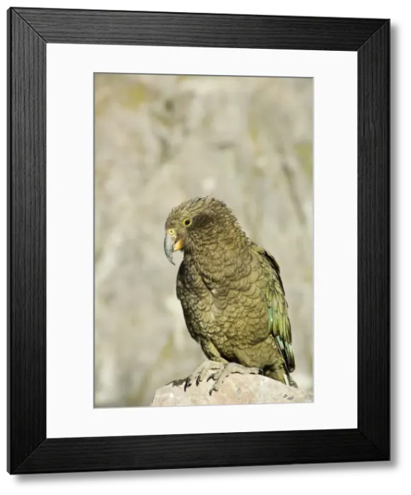 Framed Print : DDE-90026643 Framed Print : DDE-90026643