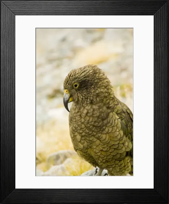 Framed Print : DDE-90026642