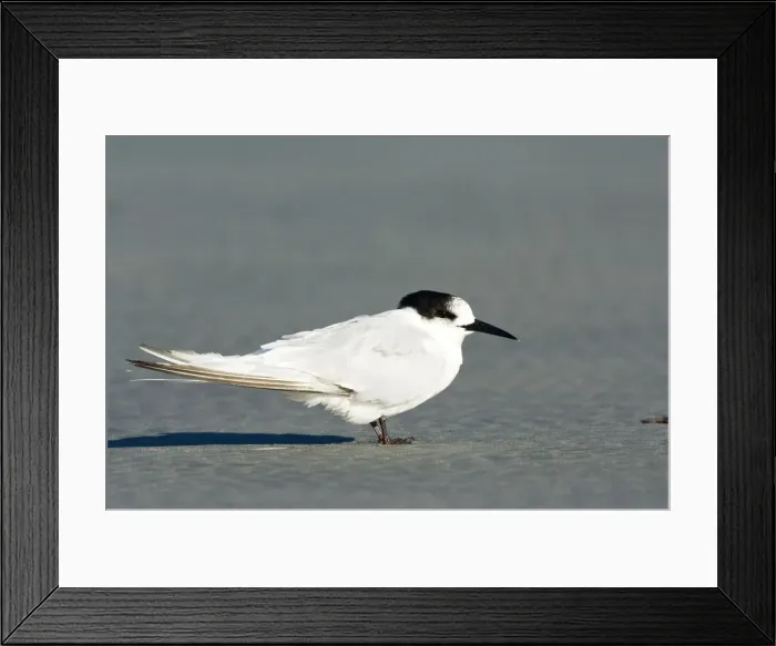 Framed Print : DDE-90026648 Framed Print : DDE-90026648