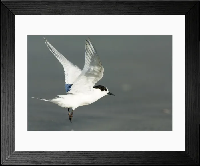 Framed Print : DDE-90026649 Framed Print : DDE-90026649