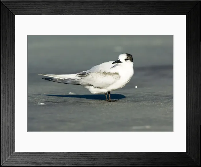 Framed Print : DDE-90026650 Framed Print : DDE-90026650