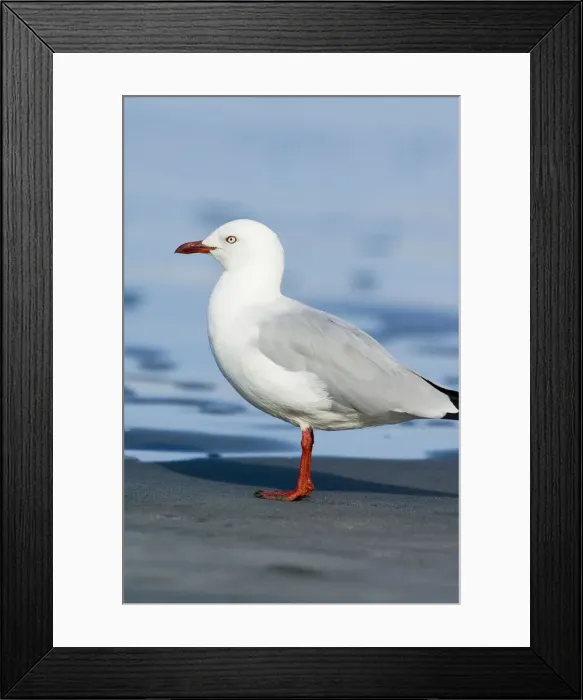 Framed Print : DDE-90026654 Framed Print : DDE-90026654