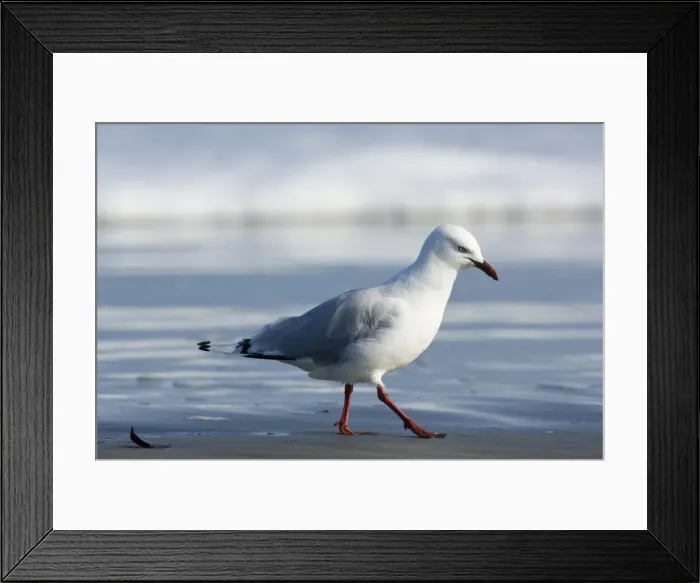Framed Print : DDE-90026655 Framed Print : DDE-90026655