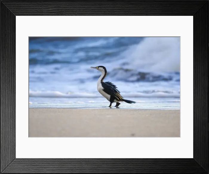 Framed Print : DDE-90026658 Framed Print : DDE-90026658