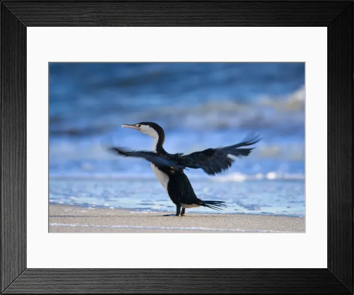 Framed Print : DDE-90026659 Framed Print : DDE-90026659