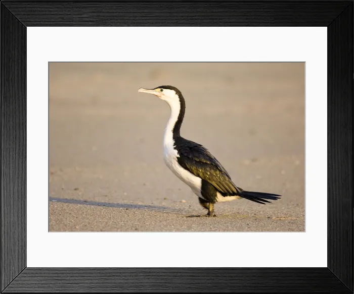 Framed Print : DDE-90026660 Framed Print : DDE-90026660