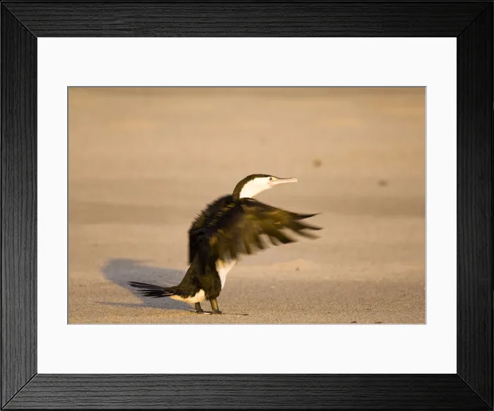 Framed Print : DDE-90026662 Framed Print : DDE-90026662