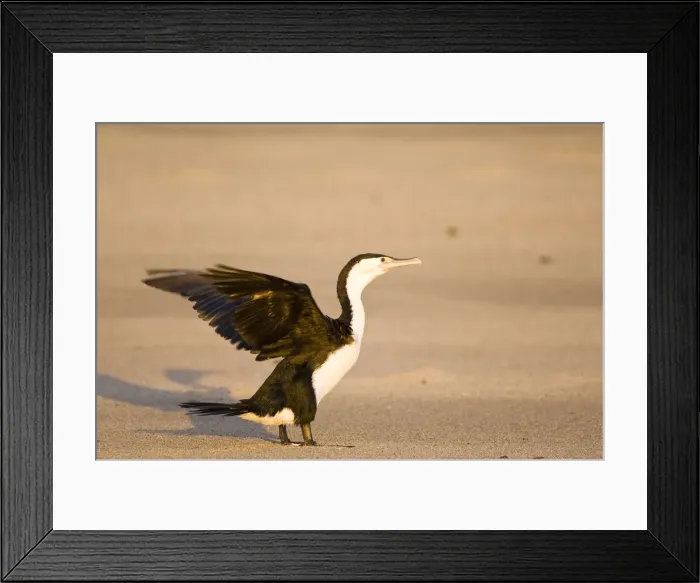 Framed Print : DDE-90026661 Framed Print : DDE-90026661