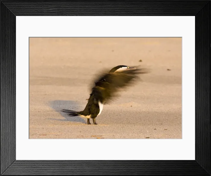 Framed Print : DDE-90026663 Framed Print : DDE-90026663