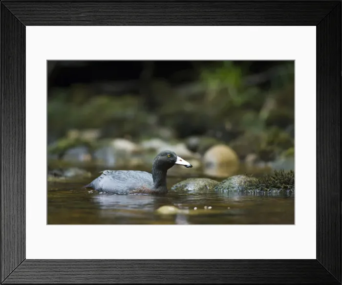 Framed Print : DDE-90026669 Framed Print : DDE-90026669
