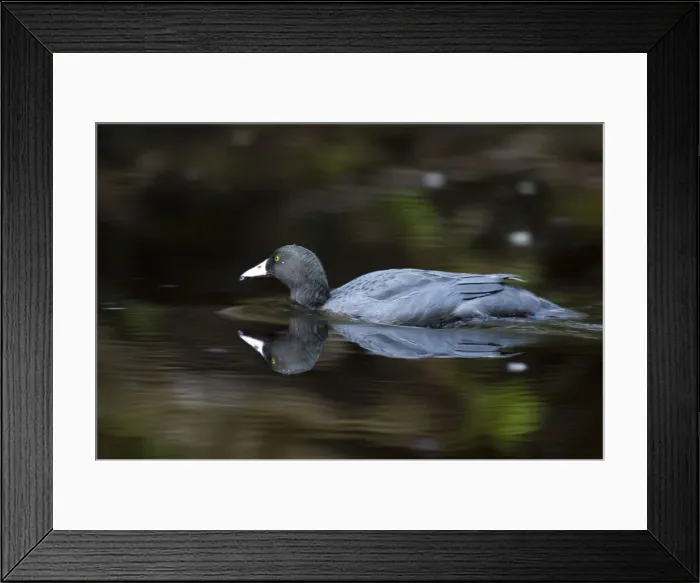Framed Print : DDE-90026670 Framed Print : DDE-90026670