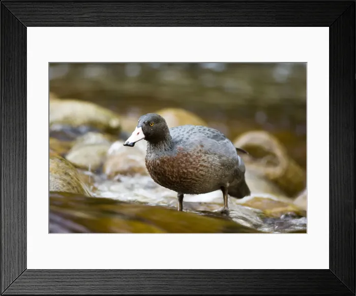 Framed Print : DDE-90026671 Framed Print : DDE-90026671