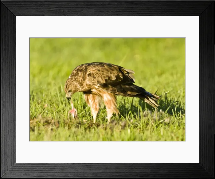 Framed Print : DDE-90026673 Framed Print : DDE-90026673