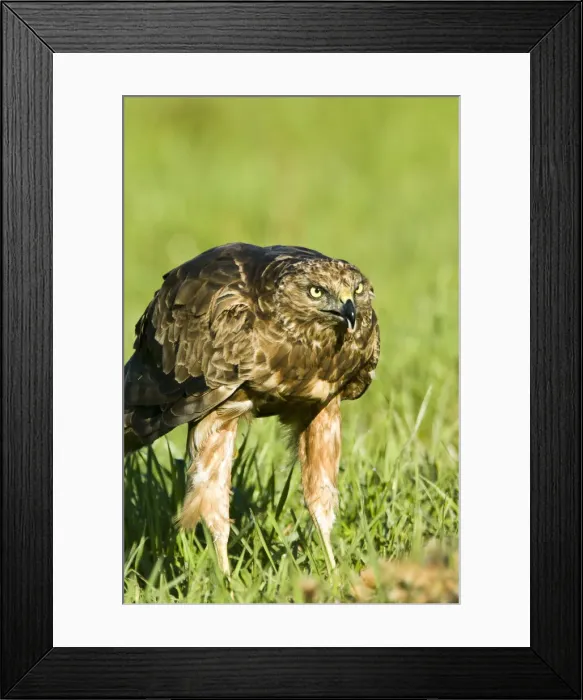 Framed Print : DDE-90026674