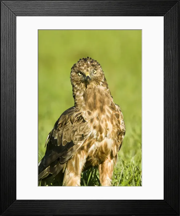Framed Print : DDE-90026675 Framed Print : DDE-90026675