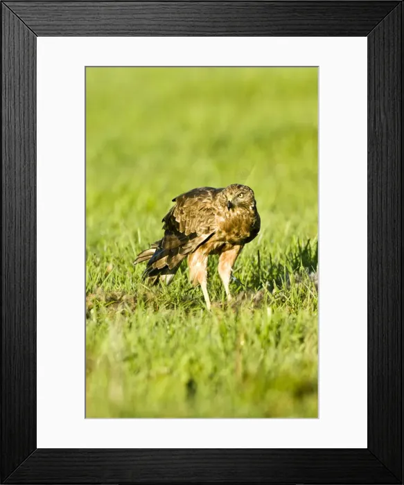 Framed Print : DDE-90026672 Framed Print : DDE-90026672