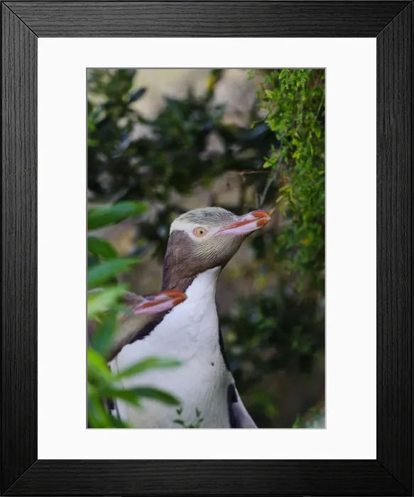 Framed Print : DDE-90026678 Framed Print : DDE-90026678
