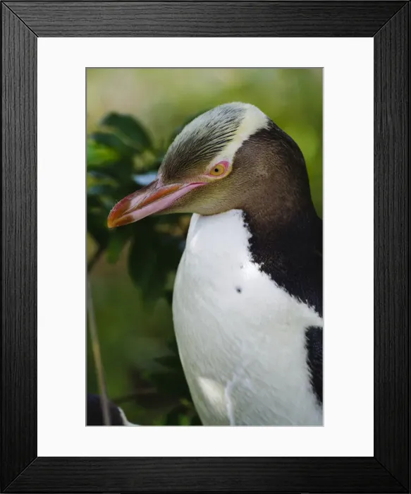 Framed Print : DDE-90026679