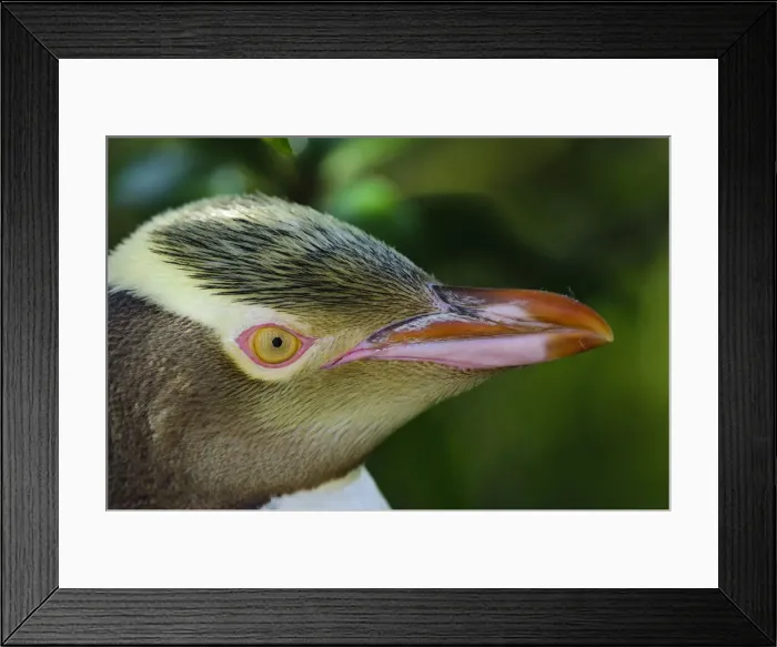 Framed Print : DDE-90026680 Framed Print : DDE-90026680