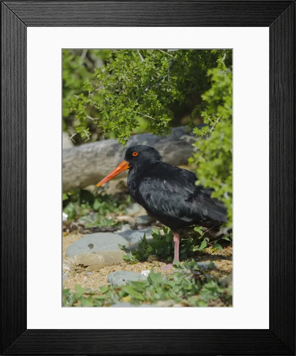 Framed Print : DDE-90026685 Framed Print : DDE-90026685
