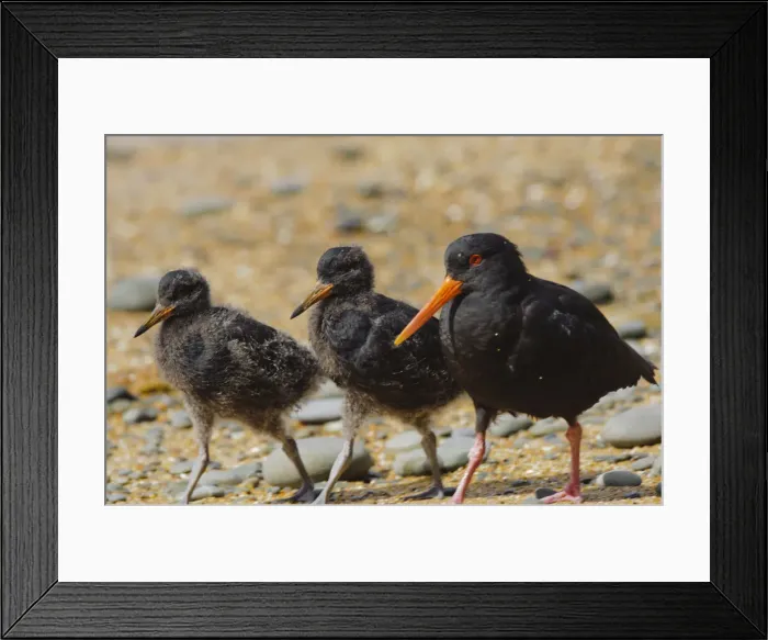 Framed Print : DDE-90026686