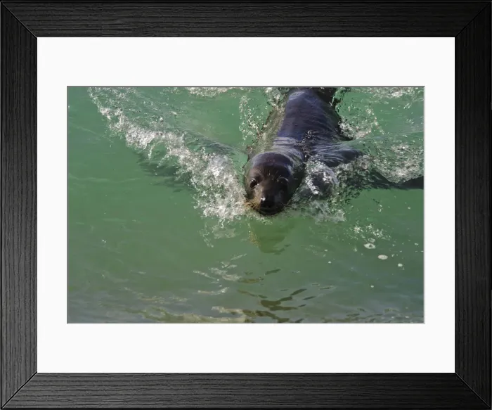 Framed Print : DDE-90026683 Framed Print : DDE-90026683