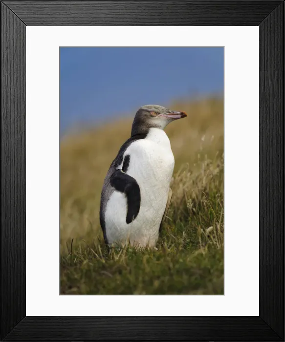 Framed Print : DDE-90026688 Framed Print : DDE-90026688