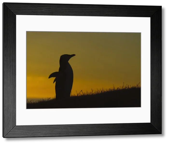Framed Print : DDE-90026691 Framed Print : DDE-90026691