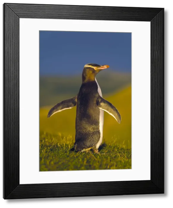 Framed Print : DDE-90026692 Framed Print : DDE-90026692