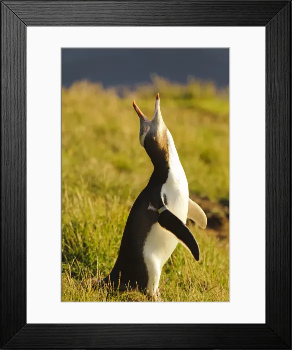 Framed Print : DDE-90026693