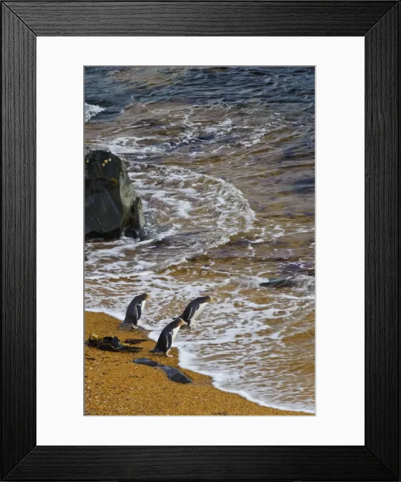 Framed Print : DDE-90026695 Framed Print : DDE-90026695