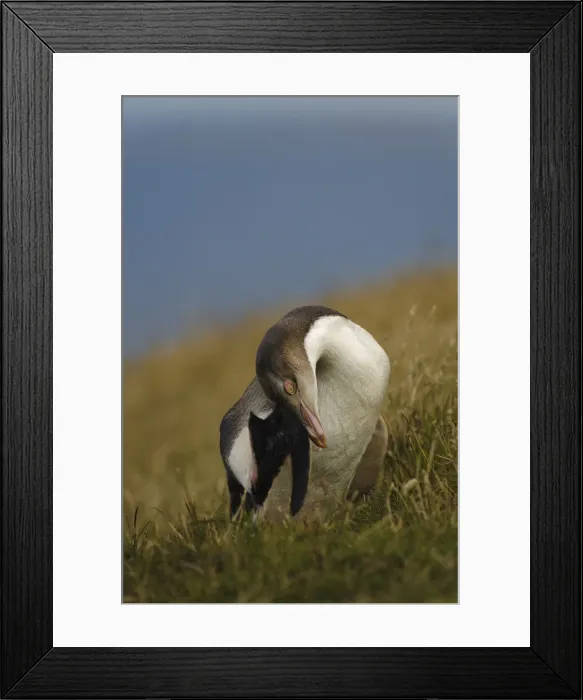 Framed Print : DDE-90026689 Framed Print : DDE-90026689