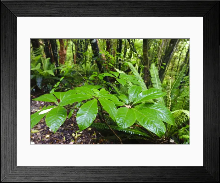 Framed Print : DDE-90026697 Framed Print : DDE-90026697