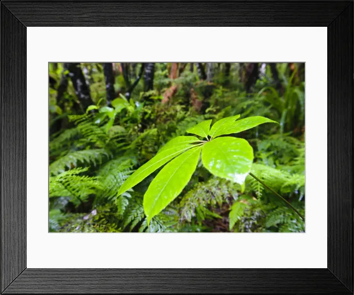 Framed Print : DDE-90026700