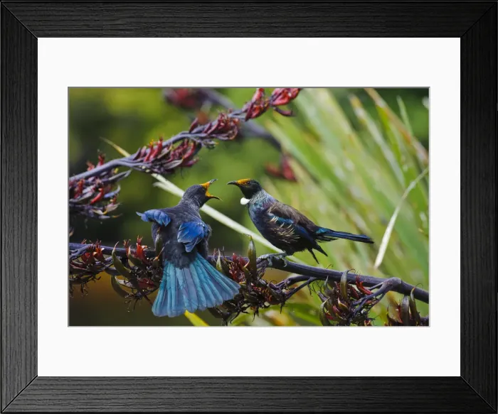 Framed Print : DDE-90026702 Framed Print : DDE-90026702