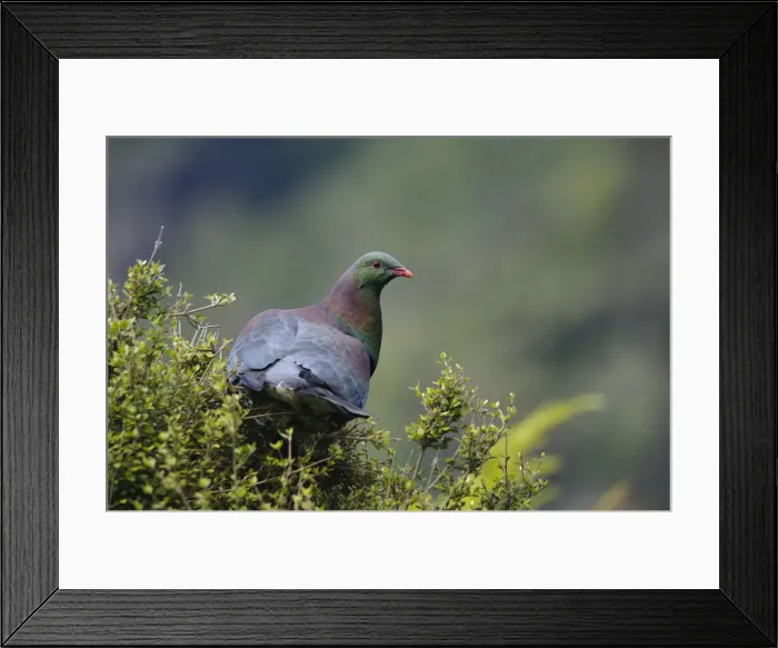 Framed Print : DDE-90026705 Framed Print : DDE-90026705