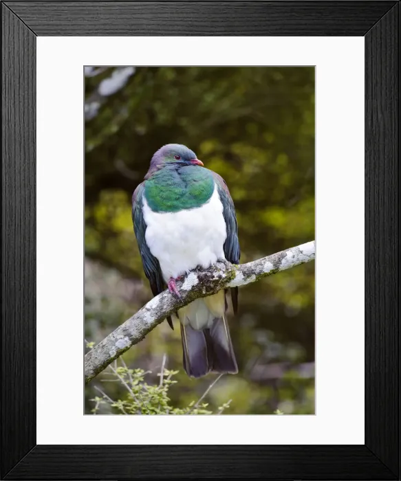 Framed Print : DDE-90026704 Framed Print : DDE-90026704
