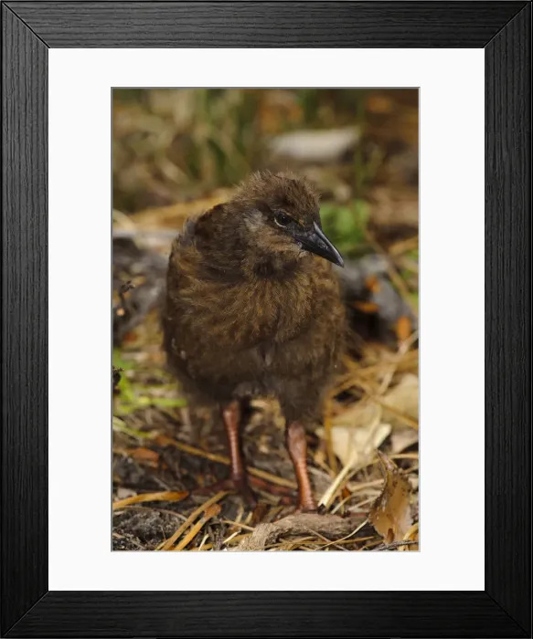 Framed Print : DDE-90026709 Framed Print : DDE-90026709