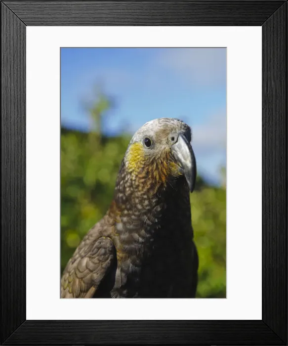 Framed Print : DDE-90026710 Framed Print : DDE-90026710