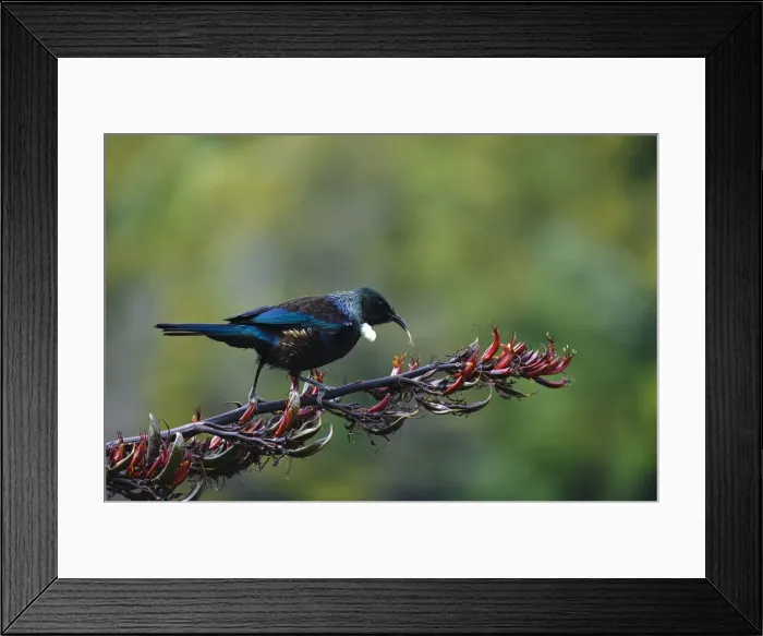 Framed Print : DDE-90026714 Framed Print : DDE-90026714