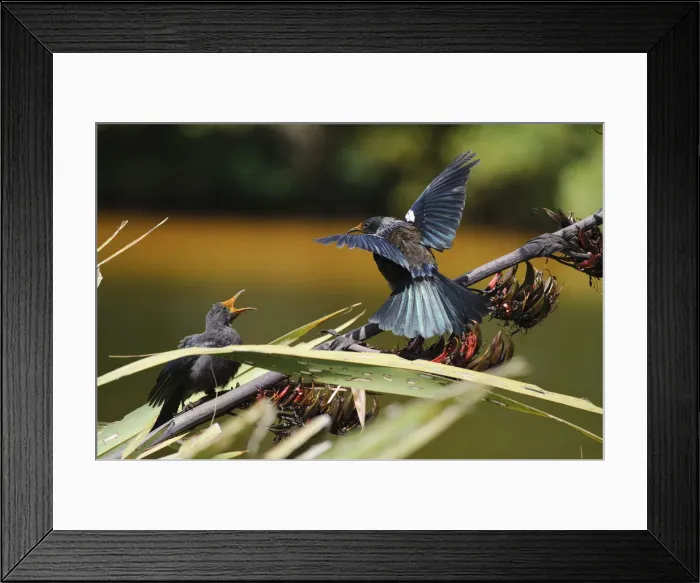 Framed Print : DDE-90026715 Framed Print : DDE-90026715