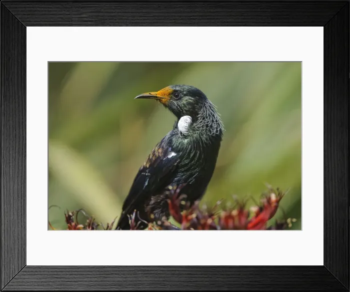 Framed Print : DDE-90026716 Framed Print : DDE-90026716