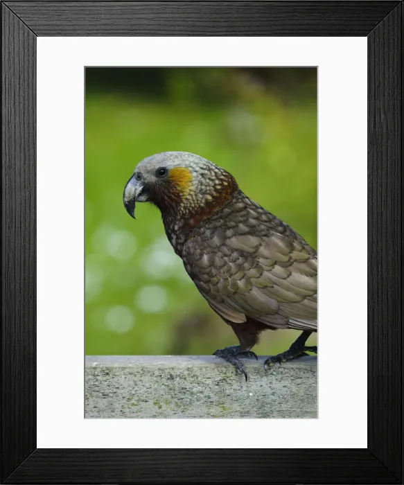 Framed Print : DDE-90026717 Framed Print : DDE-90026717