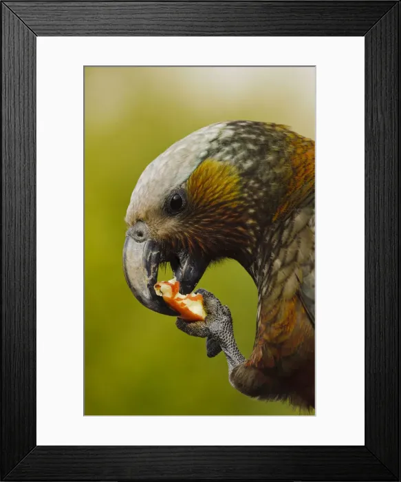 Framed Print : DDE-90026718 Framed Print : DDE-90026718