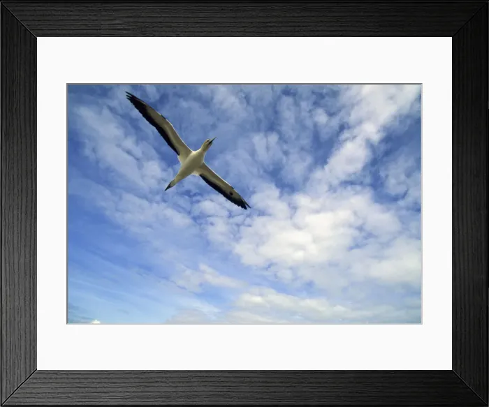 Framed Print : DDE-90026728 Framed Print : DDE-90026728