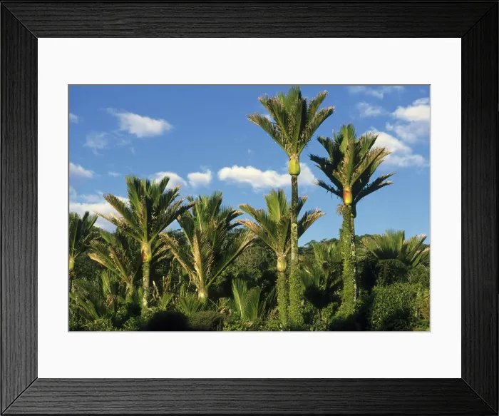 Framed Print : DDE-90026729 Framed Print : DDE-90026729