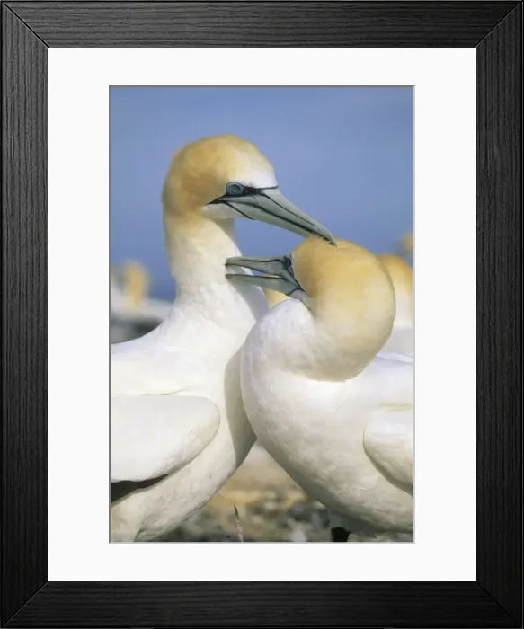 Framed Print : DDE-90026732 Framed Print : DDE-90026732