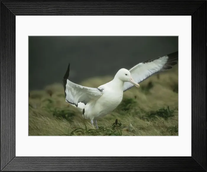 Framed Print : DDE-90026731